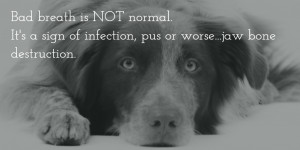 Create awesome social media images to inspire your veterinary clients