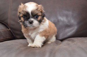 Shih Tzu Puppies Posted Months