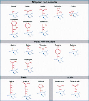 Amino Acid Fischer Projection