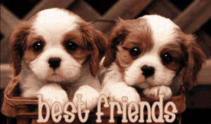 best-friends-puppies.gif