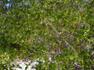 Red Mangrove Photo