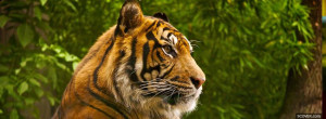 beautiful animal tigre facebook cover