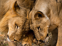 ... : love nature king lion queen bigcat emotions mammals lioness bonding