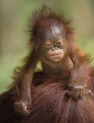 Funny Monkey Anger Face Picture