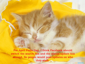 Cute Cat Pictures With Quotes About Funny Things: Funny Quotes And Cat ...