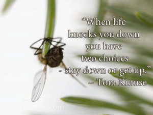 upside down fly photo