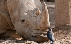 animal, unlikely, friends, wallpaper, desktop, wallpapers