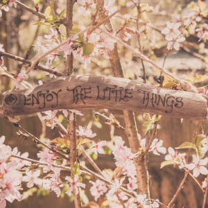 Enjoy the little things quotes outdoors nature flowers life enjoy