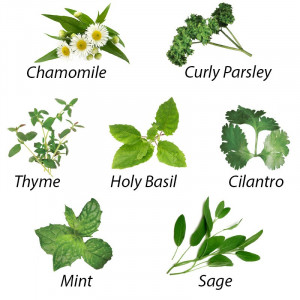 Medicinal Herbs Traditional medicinal herbs