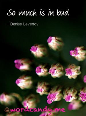 So Much Is In Bud ” - Denise Levertov ~ Spring Quote