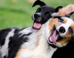 ... free shipping on chronicles a Dog Days of Summer Quotes 1972 story