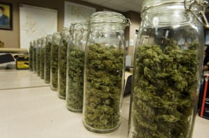 Thread: Washington State's Legal Marijuana Mess