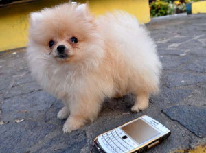 World Twirling Cheerleading...