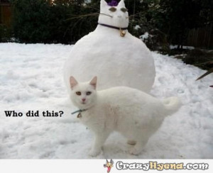 Cute Fat Cats Quotes Cute-fat-cat-snowman-photo.jpg