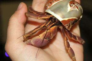 Hermit Crab Pinching Hand...