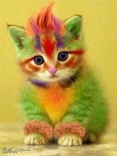 rainbow kitten more kitty cat punk rocks quote colors rainbows crazy ...