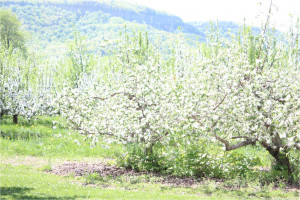 Country Girl Birthday Quotes Country girl