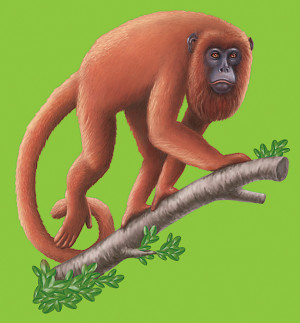 Red Howler Monkey - Illustration created for printed paper rainforest ...