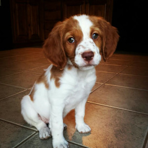 Brittany Spaniel Dogs, Brittany Spaniels Puppies, Future Puppies, Dogs ...