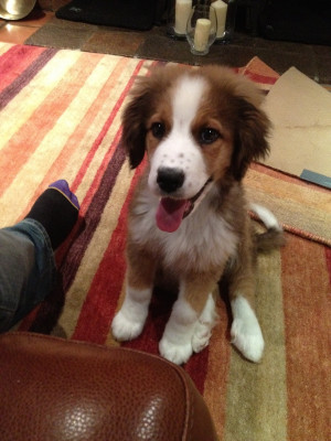 Bernese Mountain St.Bernard mix puppy