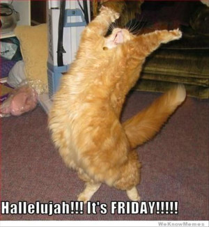 Its Friday Cat Meme