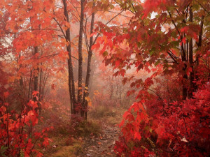 nature fall picture beautiful red forest background wallpaper for ...