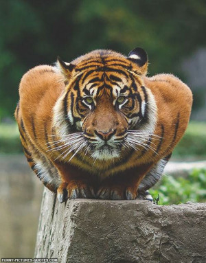 Crouching Tiger, Just A Big Kitty