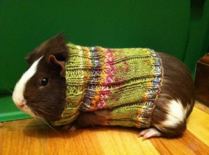 Guinea pigs in sweaters (you’re welcome)
