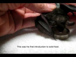 Taking Care Of Baby Bat. So cute!