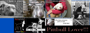 Pitbull love Profile Facebook Covers