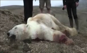 dead polar bear