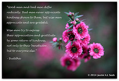 canon petals bush singapore bokeh buddha australian sigma honey quotes ...