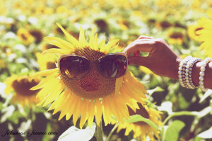 Sunflower Tumblr Quotes Sunflower love