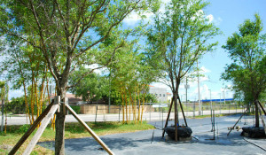 The Tallest Oak Tree Quote