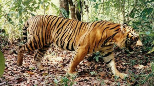 Tropical Rainforest Tigers