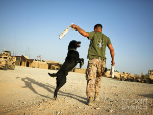 Military Working Dog Handler Conducts Photograph