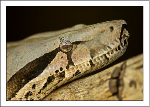 Thread: Reptiles (Anaconda, Boa constrictor, Caiman)