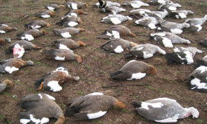 image one piece world goose providing texas goose seasons are carried ...