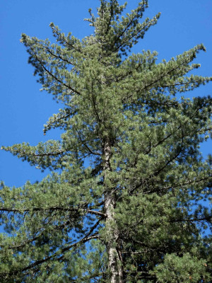 pinus contorta ssp murrayana lodgepole pine