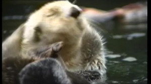 Sea Otter, Drifting (Floating), Funny, Cleansing (Animal), Lying ...