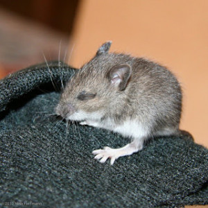 White-Footed Deer Mouse Facts. Related Images