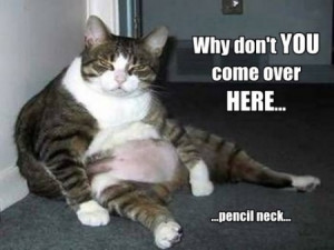 funny-lazy-fat-cat-2.jpg