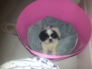 ... shih tzu gorgeous £ 350 posted 1 year ago for sale dogs shih tzu
