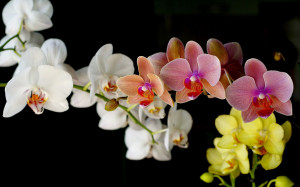many color orchid flower black background wallpaper jpg orchid flower