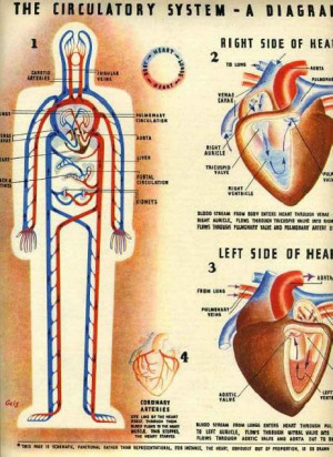 Circulatory System Coloring...