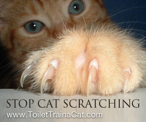 How Stop Cat Scratching...