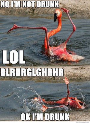 Drunk Flamingo – No I’m not drunk LOL Blrhrglghrhr Ok I’m Drunk