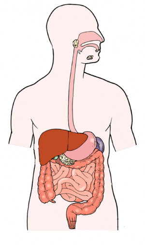 Digestive System No Labels