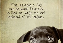 Animal Quotes / by Malibu Vet Clinic