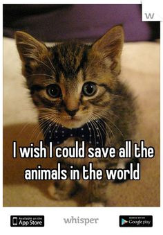wish I could save all the animals in the world More